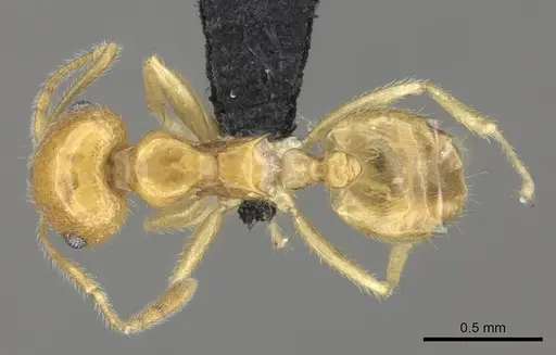 Crematogaster kelleri - CASENT0484684