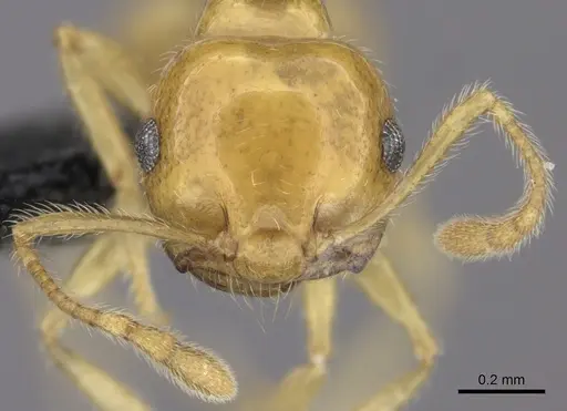 Crematogaster kelleri - CASENT0484684