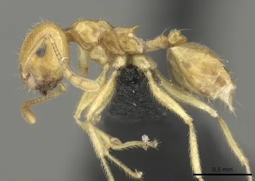 Crematogaster kelleri - CASENT0484684