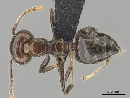 Crematogaster kelleri - CASENT0492999