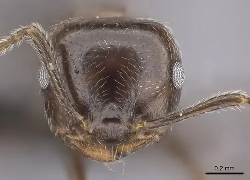 Crematogaster kelleri - CASENT0492999