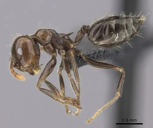 Crematogaster kelleri - CASENT0492999