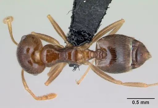 Crematogaster kelleri - CASENT0498885