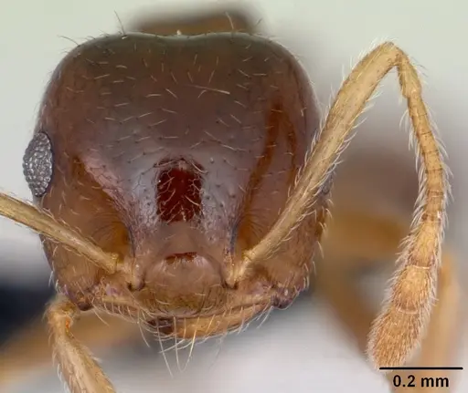 Crematogaster kelleri - CASENT0498885