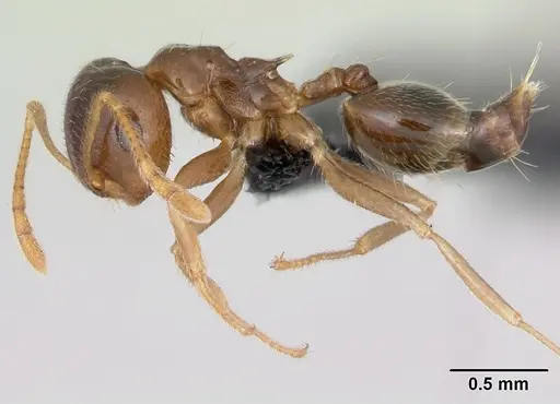 Crematogaster kelleri - CASENT0498885