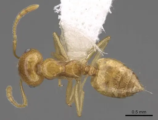 Crematogaster kelleri - CASENT0922637