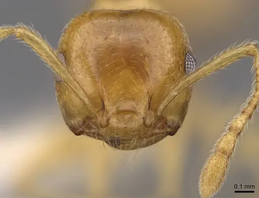 Crematogaster kelleri - CASENT0922637