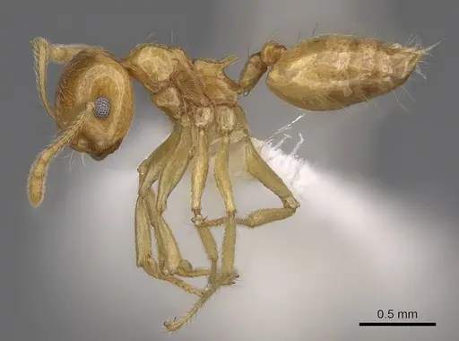 Crematogaster kelleri - CASENT0922637