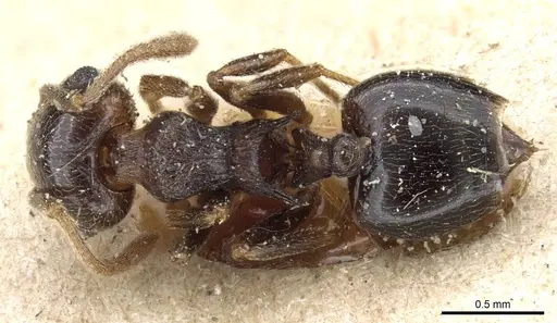 Crematogaster kneri specimen