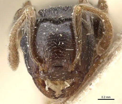 Crematogaster kneri specimen