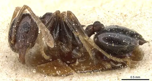 Crematogaster kneri specimen