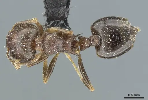 Crematogaster kneri - CASENT0912803
