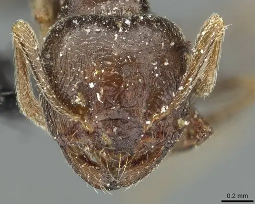 Crematogaster kneri - CASENT0912803