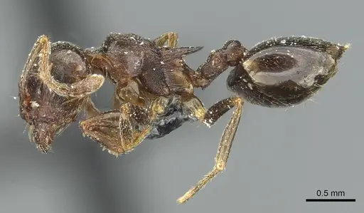 Crematogaster kneri - CASENT0912803