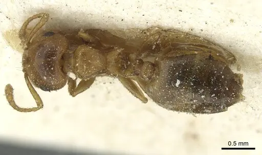 Crematogaster kneri - CASENT0912804