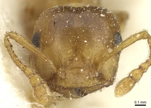 Crematogaster kneri - CASENT0912804