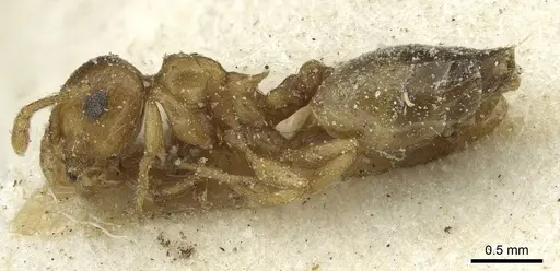 Crematogaster kneri - CASENT0912804