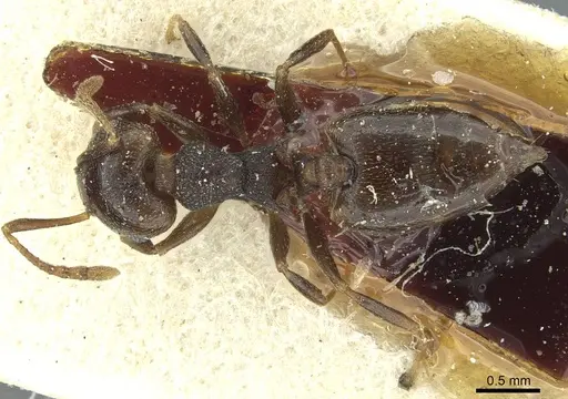 Crematogaster kneri - CASENT0912805