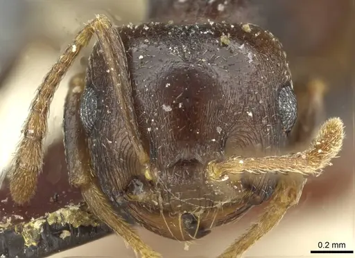 Crematogaster kneri - CASENT0912805