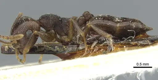 Crematogaster kneri - CASENT0912805