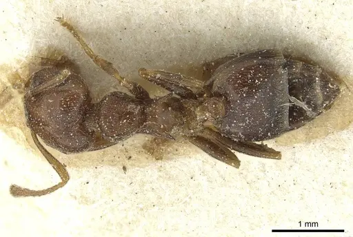 Crematogaster kneri - CASENT0912806