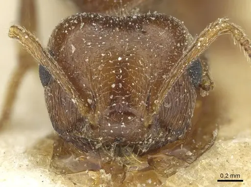 Crematogaster kneri - CASENT0912806