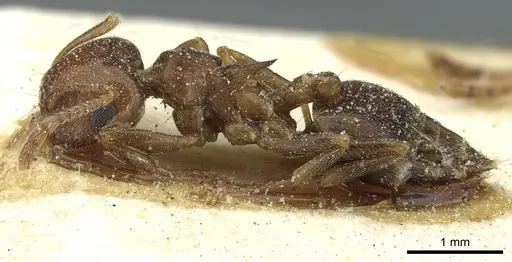 Crematogaster kneri - CASENT0912806