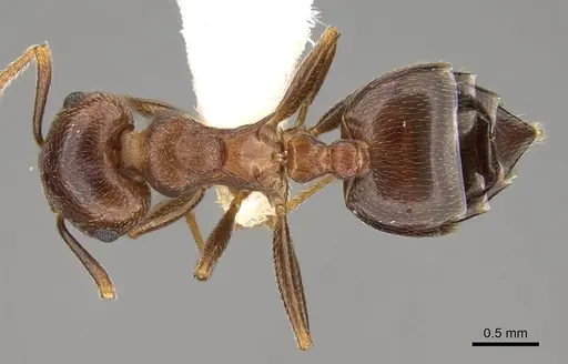 Crematogaster kneri - CASENT0914195