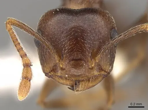 Crematogaster kneri - CASENT0914195