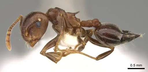 Crematogaster kneri - CASENT0914195