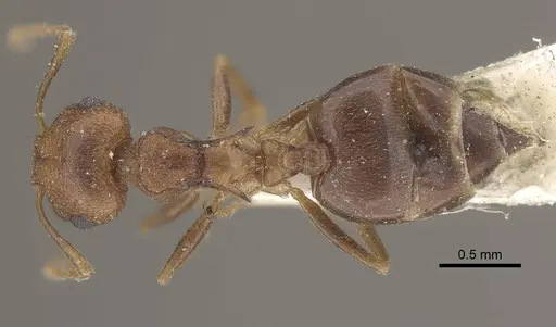 Crematogaster kneri - CASENT0919670