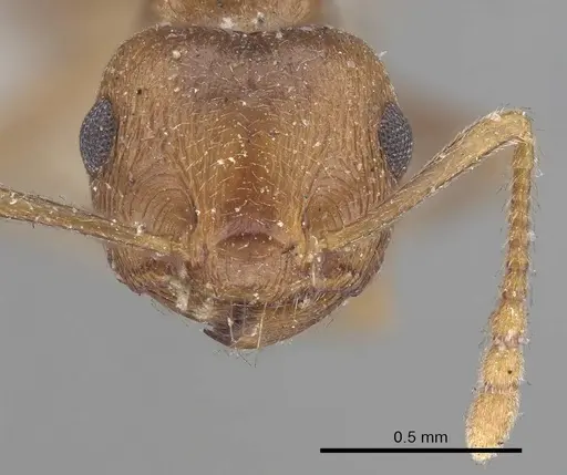 Crematogaster kneri - CASENT0919670
