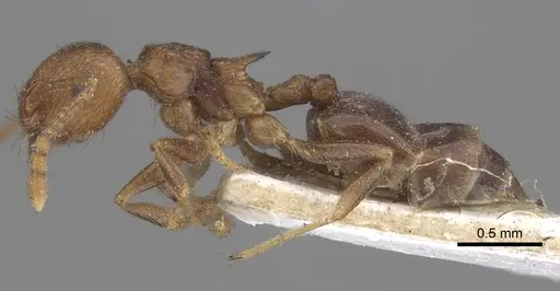 Crematogaster kneri - CASENT0919670