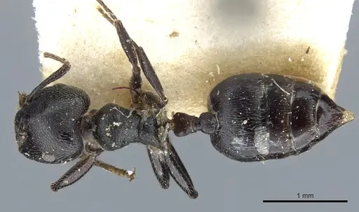 Crematogaster kohli specimen