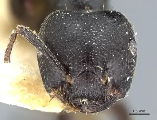 Crematogaster kohli specimen