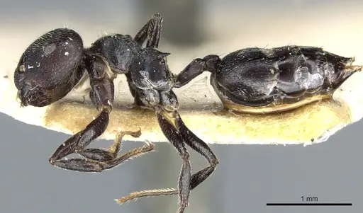 Crematogaster kohli specimen