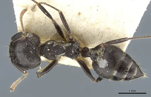 Crematogaster kohli - CASENT0904474