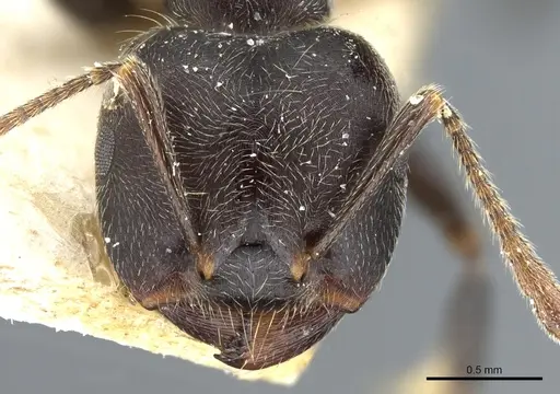 Crematogaster kohli - CASENT0904474