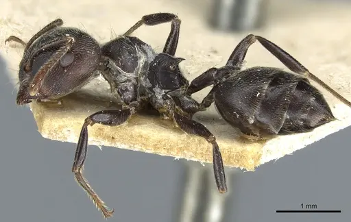Crematogaster kohli - CASENT0904474