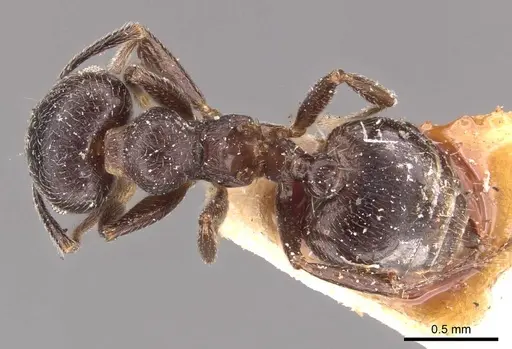 Crematogaster kohli - CASENT0908537