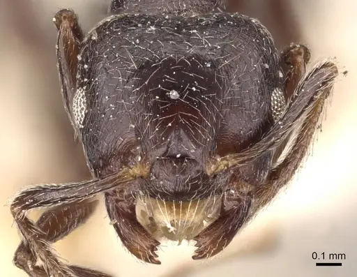 Crematogaster kohli - CASENT0908537