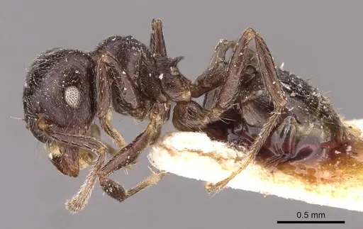 Crematogaster kohli - CASENT0908537