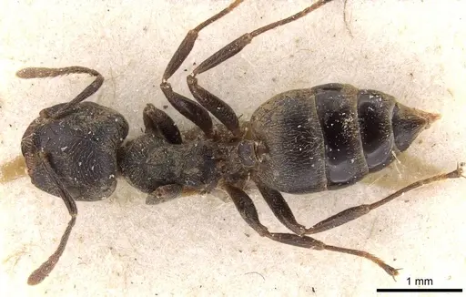 Crematogaster kohli - CASENT0908621