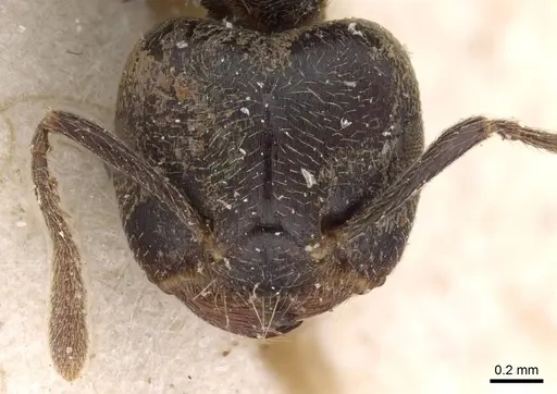 Crematogaster kohli - CASENT0908621