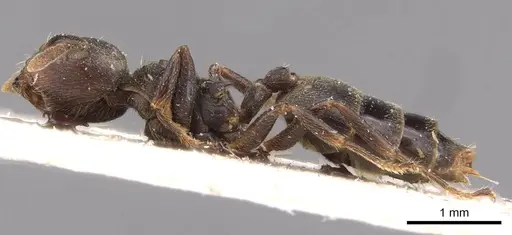 Crematogaster kohli - CASENT0908621