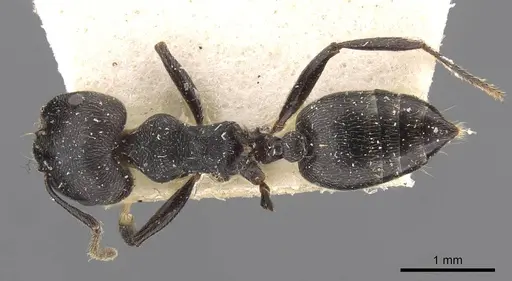 Crematogaster kohli - CASENT0908622