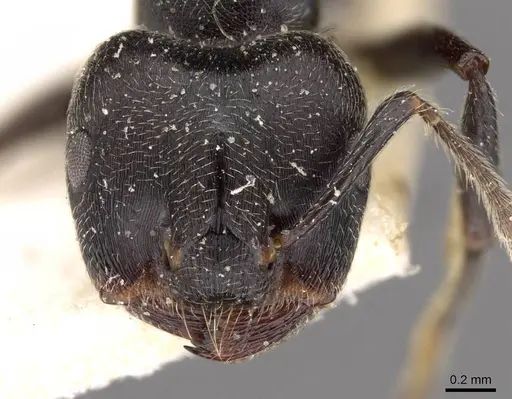 Crematogaster kohli - CASENT0908622