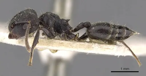Crematogaster kohli - CASENT0908622
