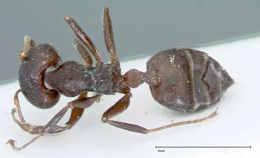 Crematogaster kohli - FOCOL0024