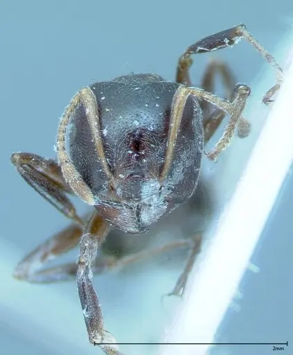 Crematogaster kohli - FOCOL0024